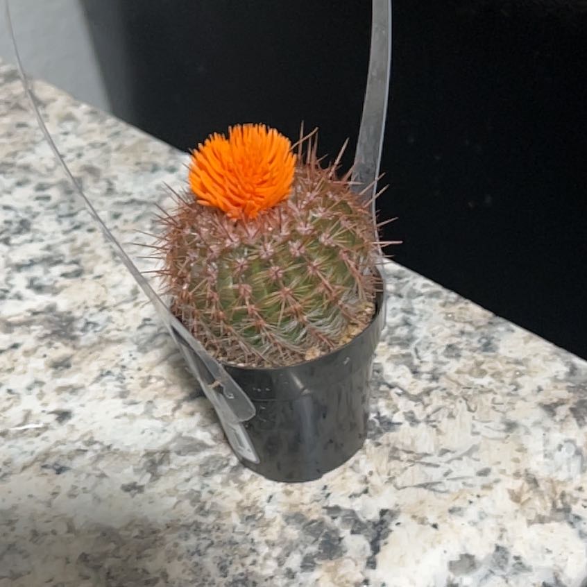 Photo of the plant species Fire Barrel Cactus by @UniqueMango75 named Luna on Greg, the plant care app