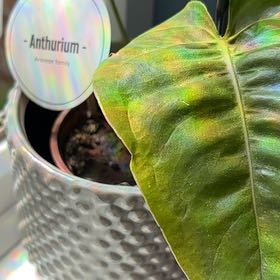 Photo of the plant species Assorted Anthurium by @NewCassava65 named Leaf Erickson on Greg, the plant care app