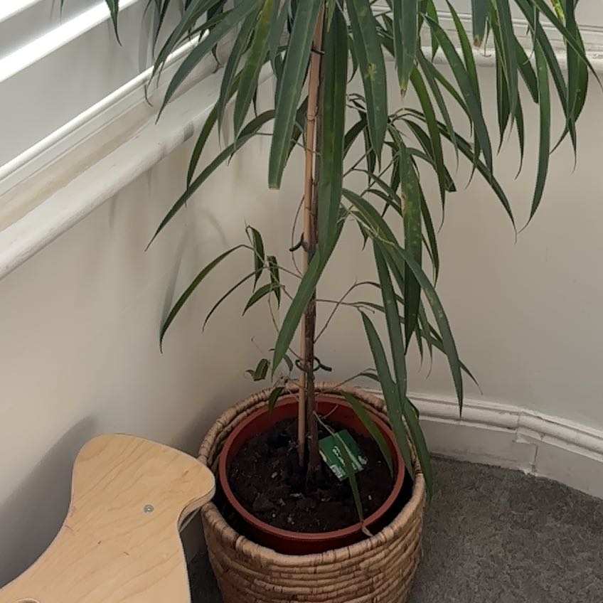 Photo of the plant species Narrow Leaf Fig by @NewCassava65 named Darwin on Greg, the plant care app