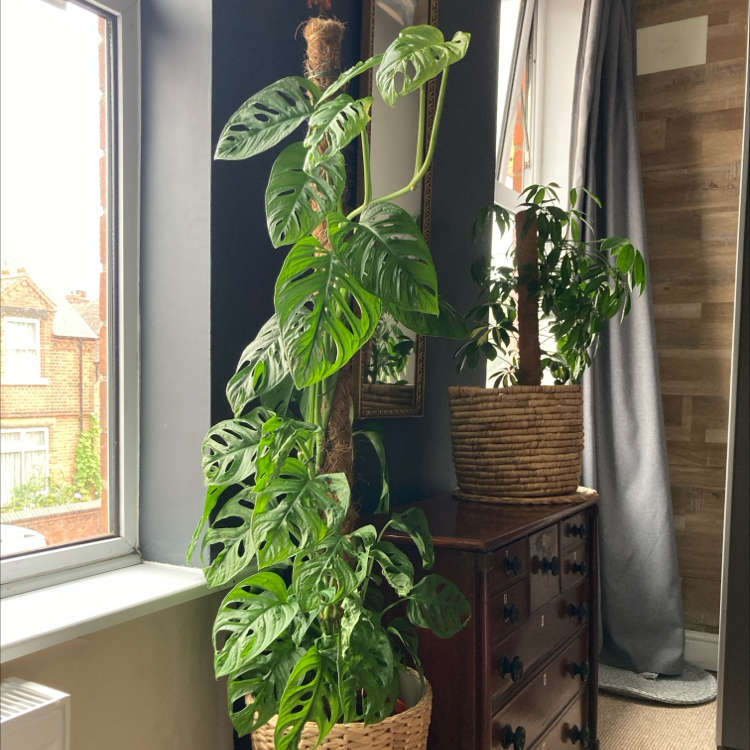 Photo of the plant species Monstera monkey leaf by @NewCassava65 named Big Cheese on Greg, the plant care app