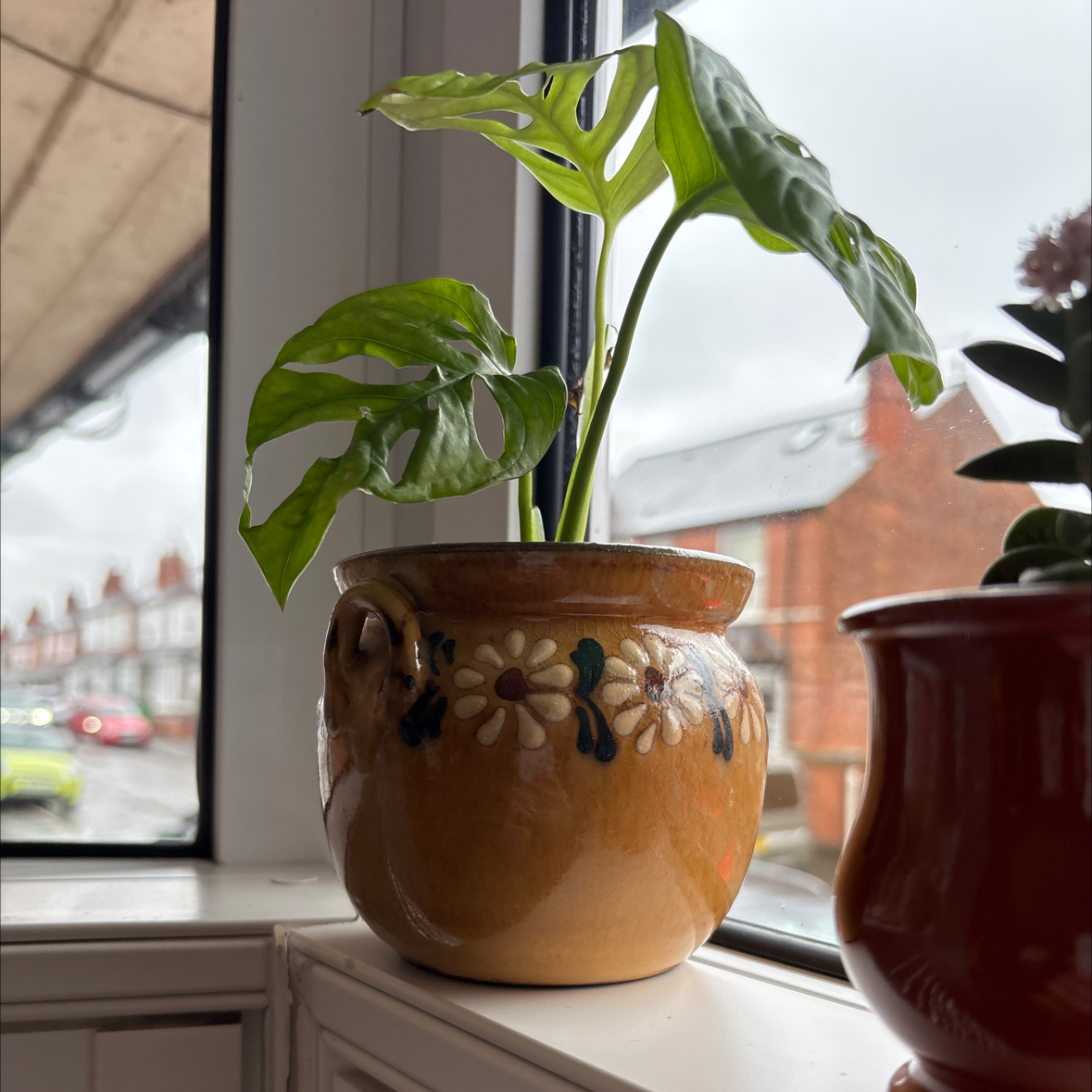 Photo of the plant species Monstera monkey leaf by @NewCassava65 named Hetty on Greg, the plant care app