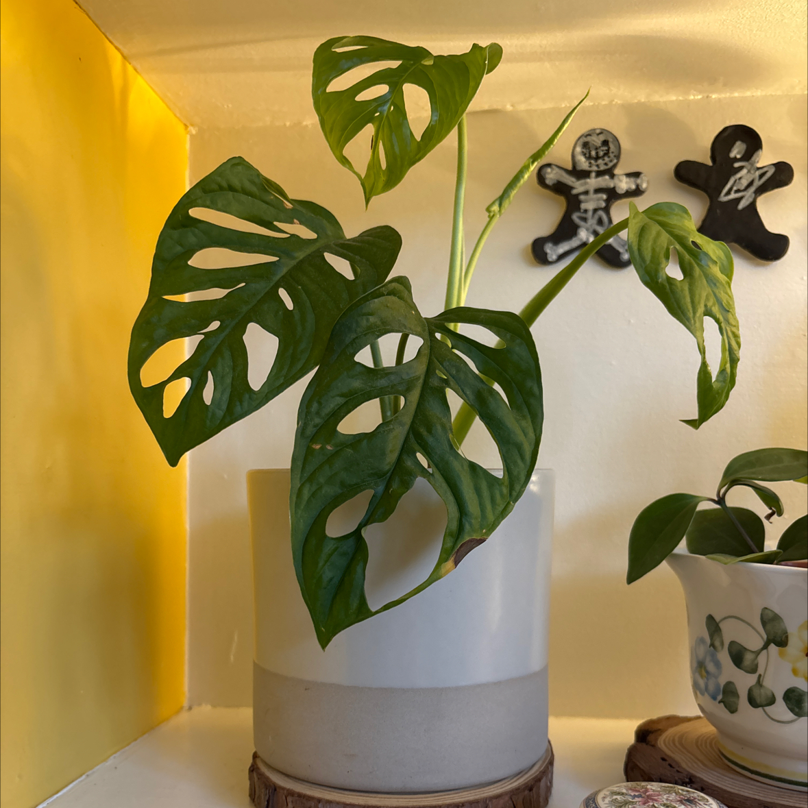 Photo of the plant species Monstera monkey leaf by @NewCassava65 named Sandra on Greg, the plant care app