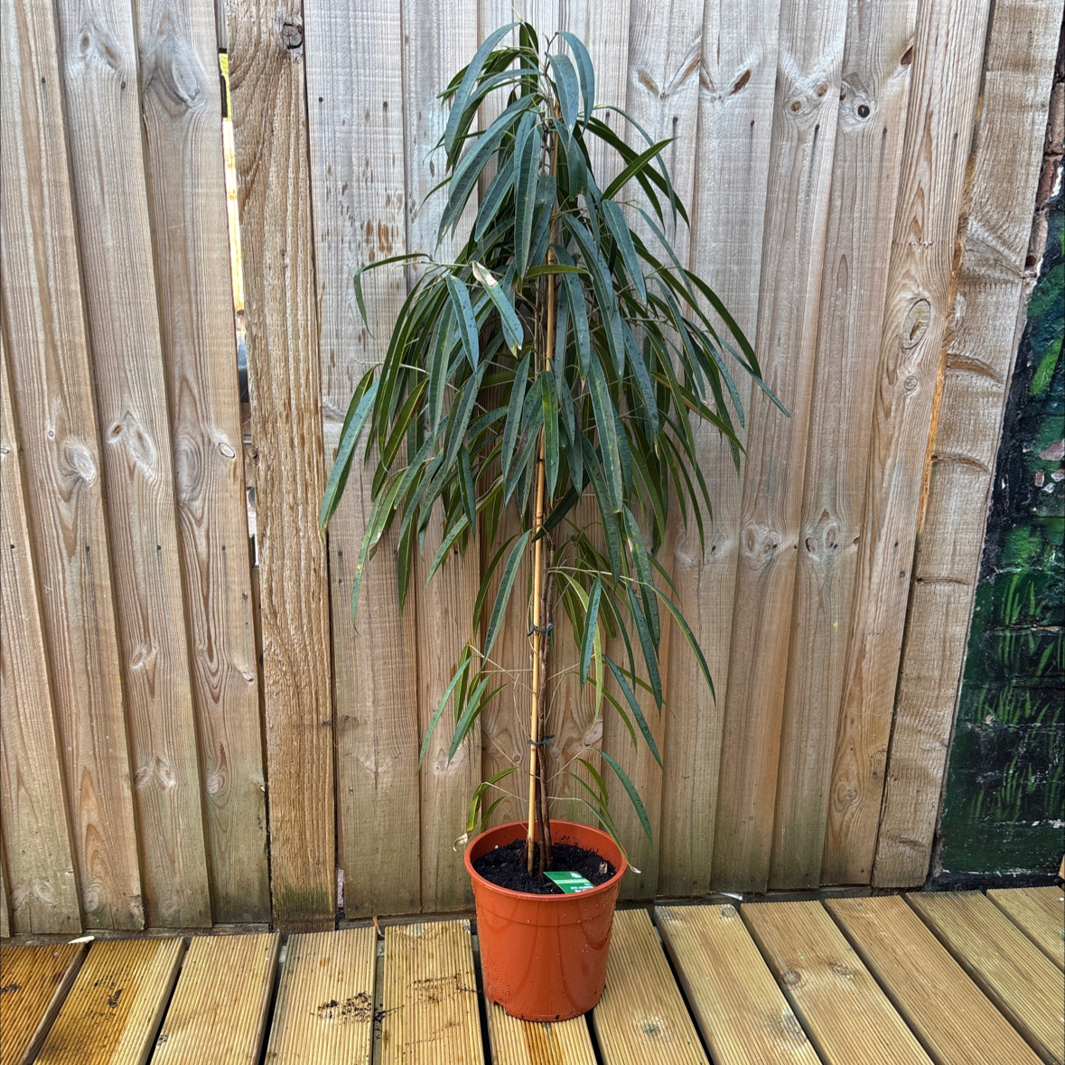 Photo of the plant species Narrow Leaf Fig by @NewCassava65 named Darwin on Greg, the plant care app