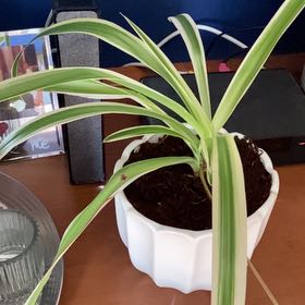 Photo of the plant species Spider Plant 'Reverse' by @FlyingTozzia83 named Aristotle on Greg, the plant care app