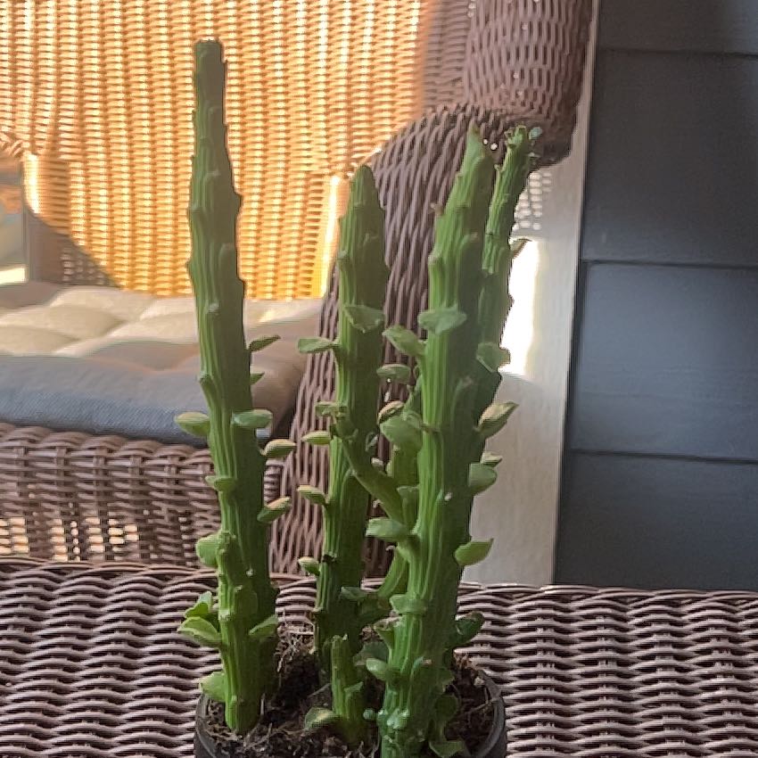 Photo of the plant species Monadenium ellenbeckii by @ExactIvygourd67 named Roma on Greg, the plant care app