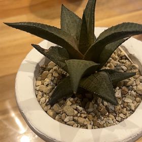 Photo of the plant species Haworthia venosa by @NeatIcecaps46 named Tree Diddy on Greg, the plant care app