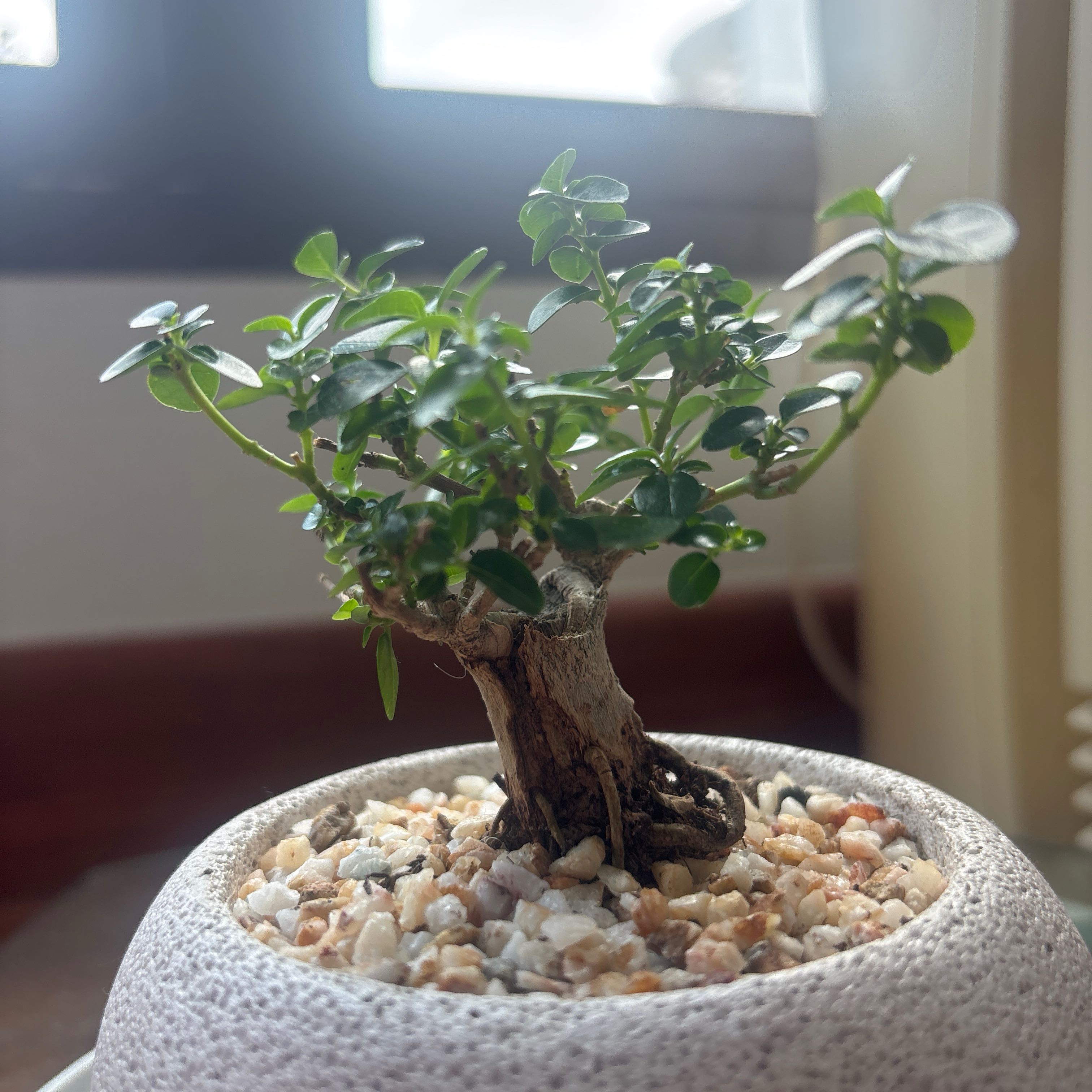 Photo of the plant species Ficus annulata by @HeadFuscia98 named Mr Sai on Greg, the plant care app