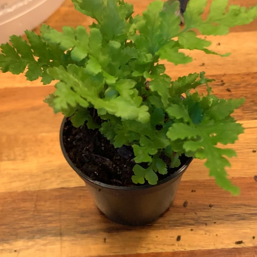Photo of the plant species Asplenium Hybridum by @NewGalega12 named Lola on Greg, the plant care app