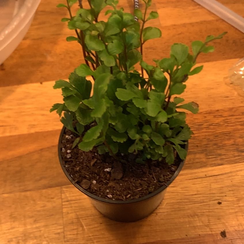 Photo of the plant species Austral Gem Fern by @NewGalega12 named Emerson on Greg, the plant care app