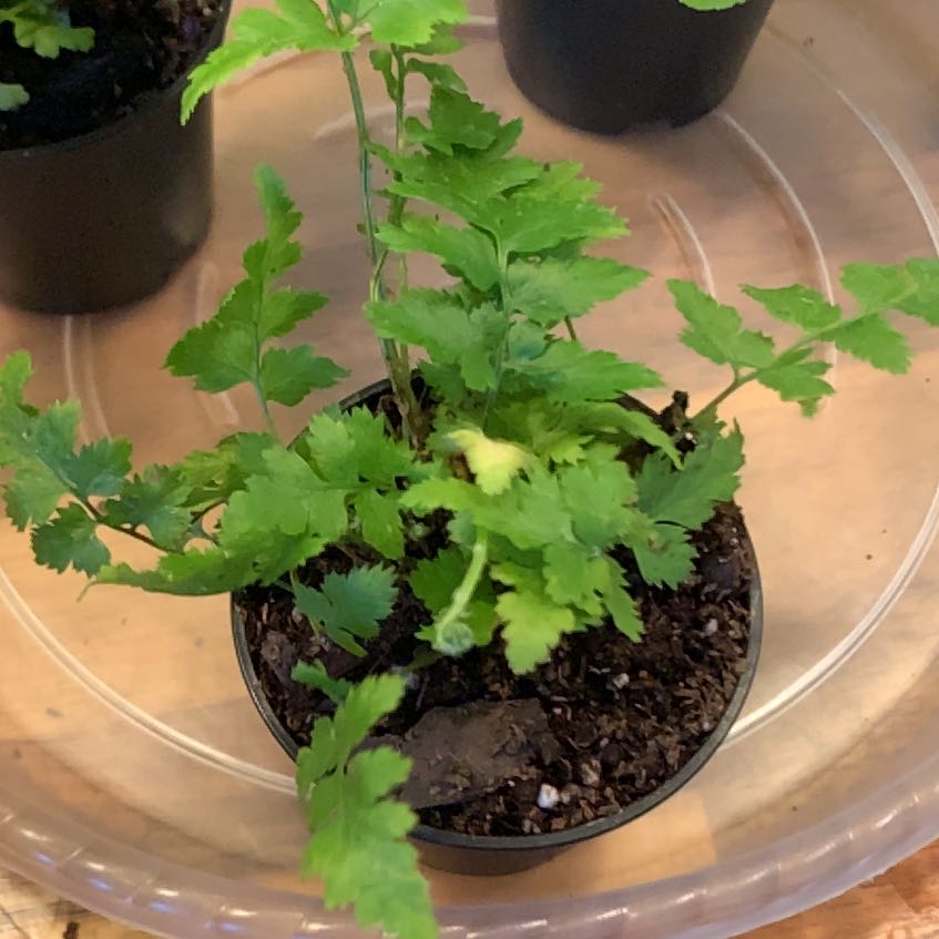Photo of the plant species Hardy Ferns by @NewGalega12 named Xena on Greg, the plant care app
