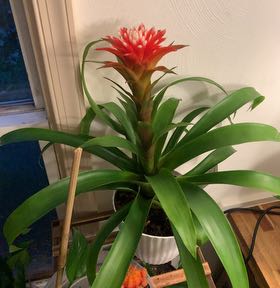 Photo of the plant species Red Bromeliad by @NewGalega12 named Marley on Greg, the plant care app