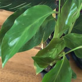 Photo of the plant species calathea by @NewGalega12 named Harry on Greg, the plant care app