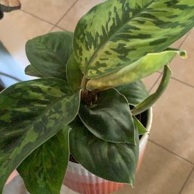 Photo of the plant species Homalomena 'Camouflage' by @NewGalega12 named Rainier on Greg, the plant care app