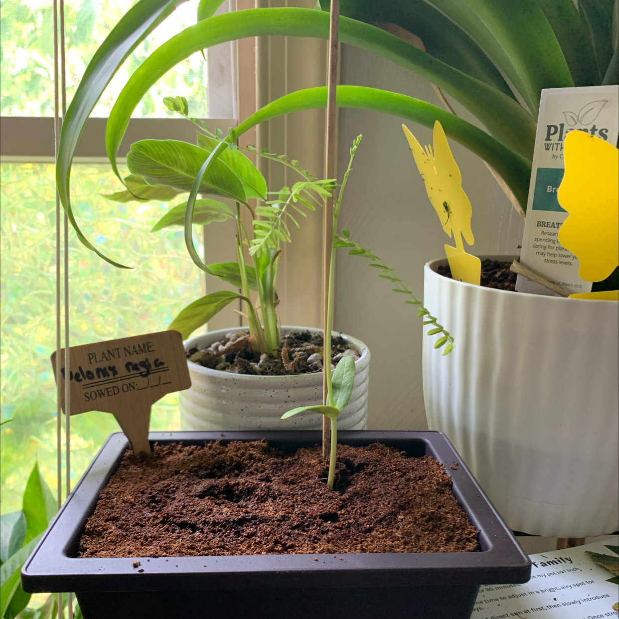 Photo of the plant species Flamboyant Tree by @NewGalega12 named Flamethrower on Greg, the plant care app