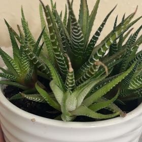 Photo of the plant species Variegated Zebra Plant by @WillTyrimnus36 named Tree Diddy on Greg, the plant care app