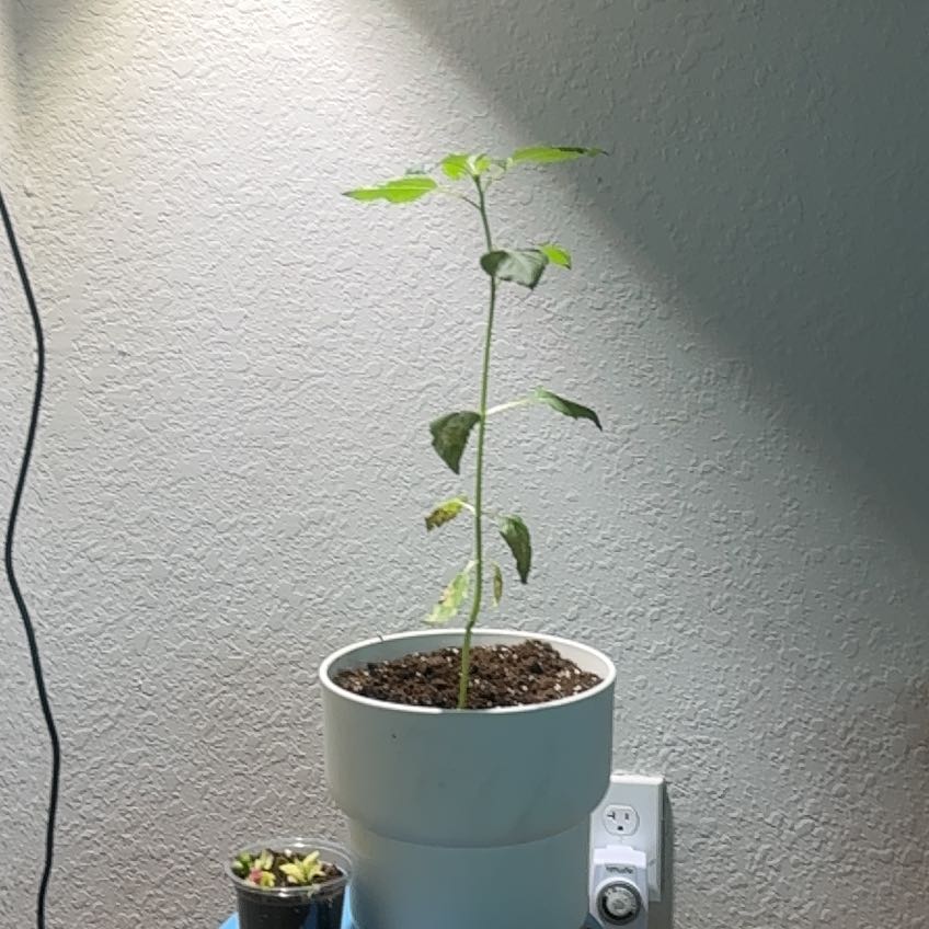 Photo of the plant species Mammoth Sunflower by @WarmJiaogulan22 named Winston on Greg, the plant care app