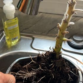 Photo of the plant species Sunfinity Sunflower by @SavoryTurkeyoak named Harry on Greg, the plant care app