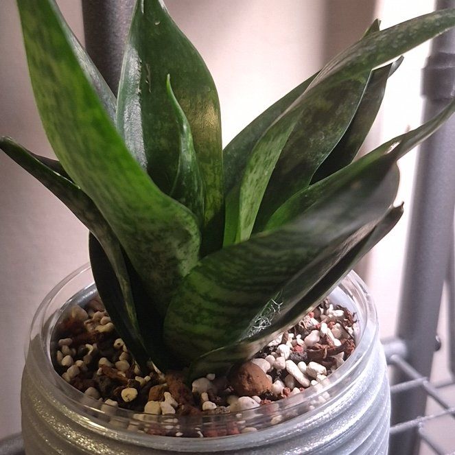 Photo of the plant species Snake Plant 'Hahnii Jade' by @JBsOasis named Black Jade -WORK on Greg, the plant care app