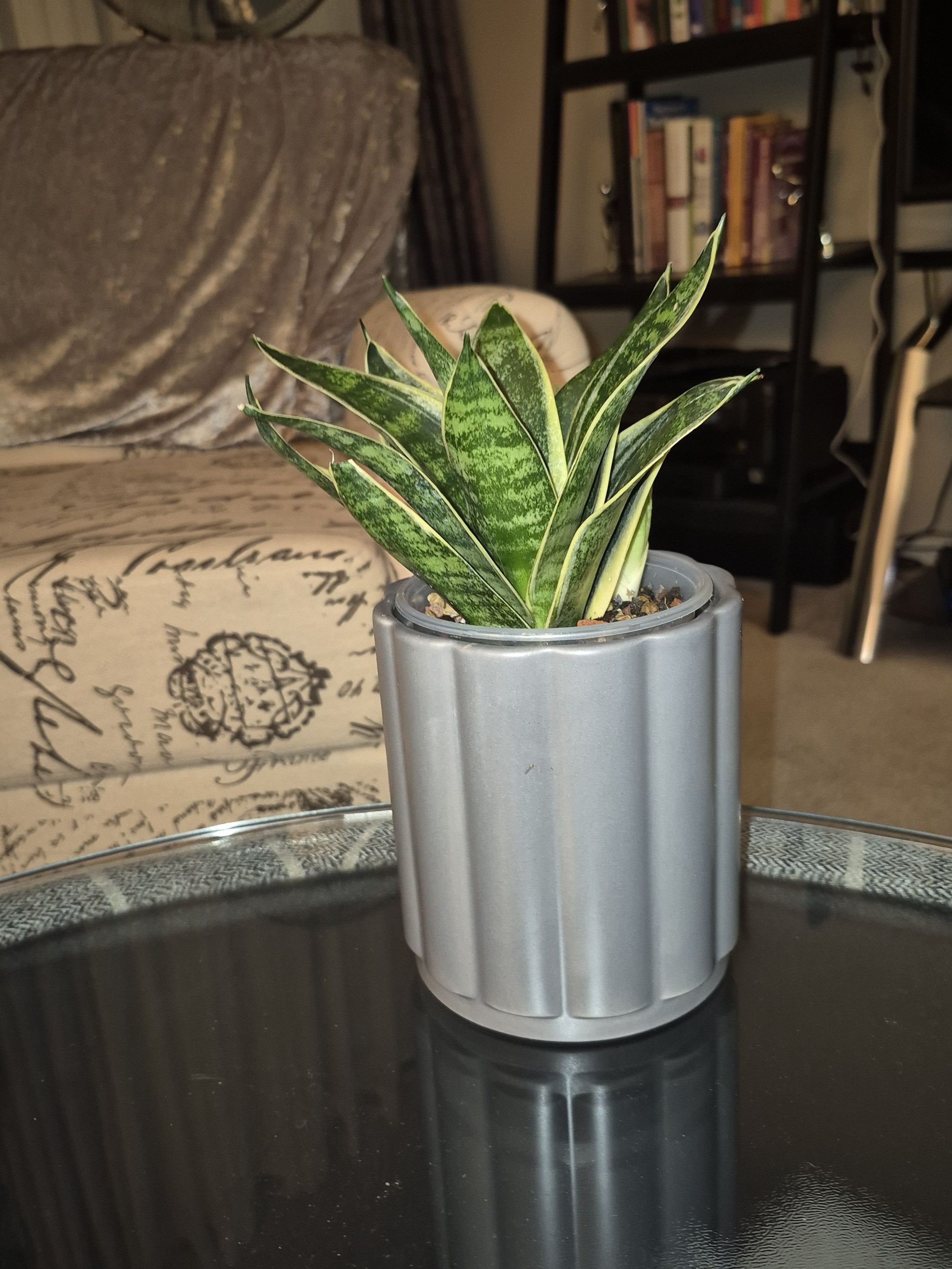 Photo of the plant species Snake Plant Starlight by @JBsOasis named Cleopatra-WORK on Greg, the plant care app