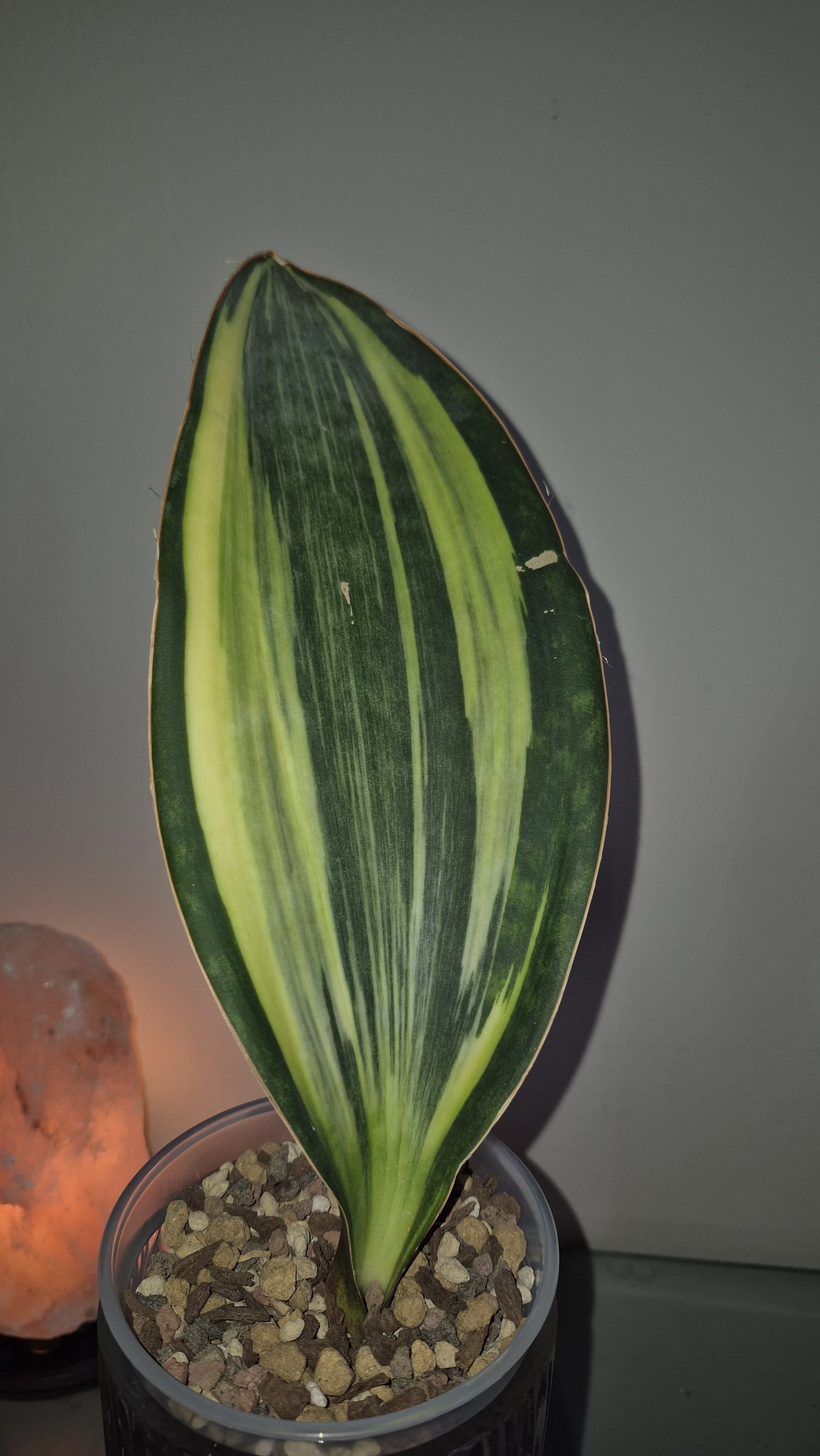 Photo of the plant species Variegated Whale Fin by @JBsOasis named Remington on Greg, the plant care app
