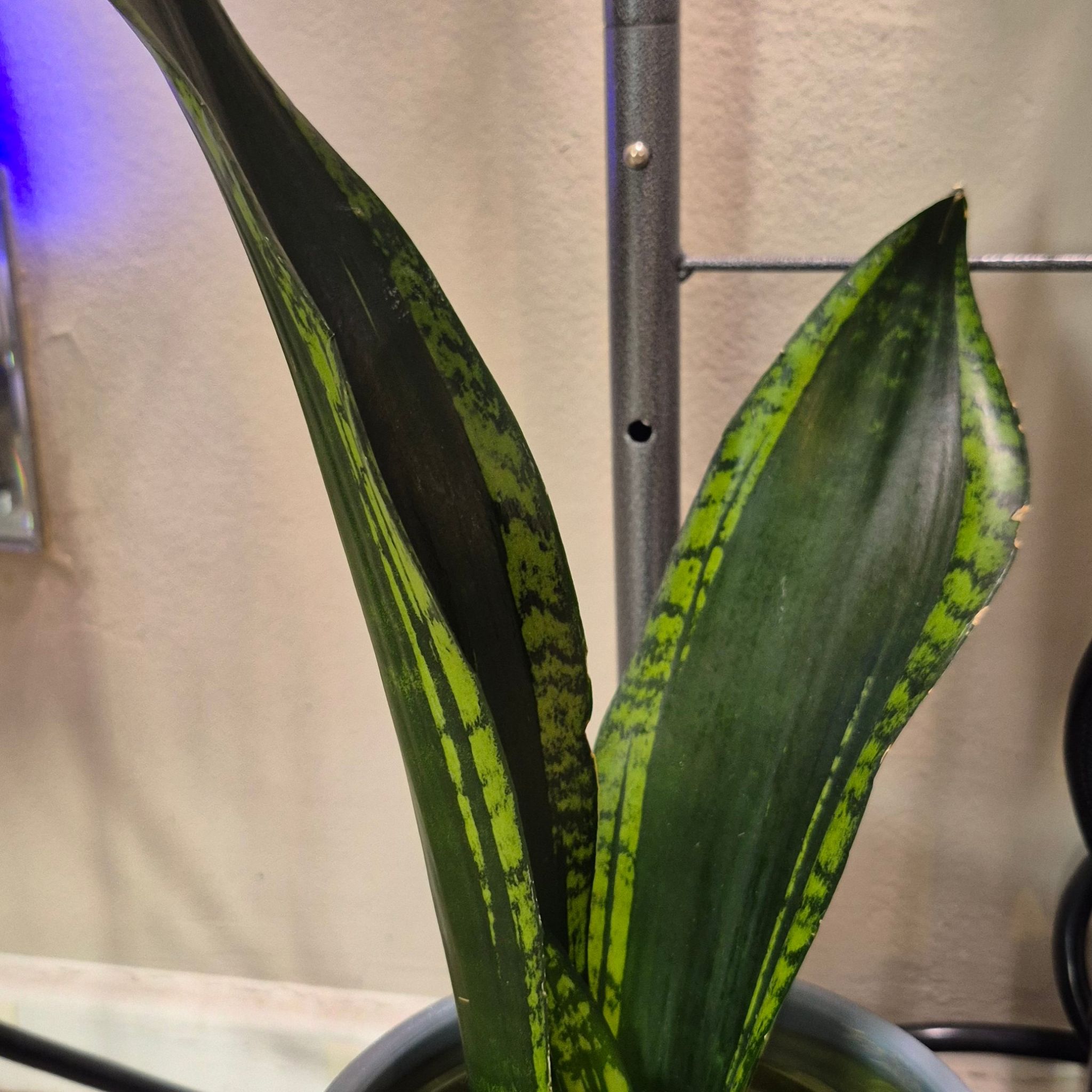 Photo of the plant species Whitney Sansevieria by @JBsOasis named Sanders on Greg, the plant care app