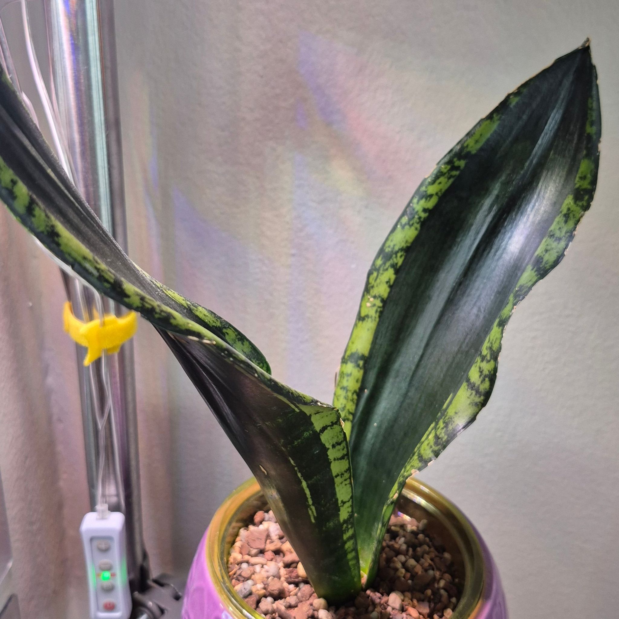 Photo of the plant species Whitney Sansevieria by @JBsOasis named Widey on Greg, the plant care app