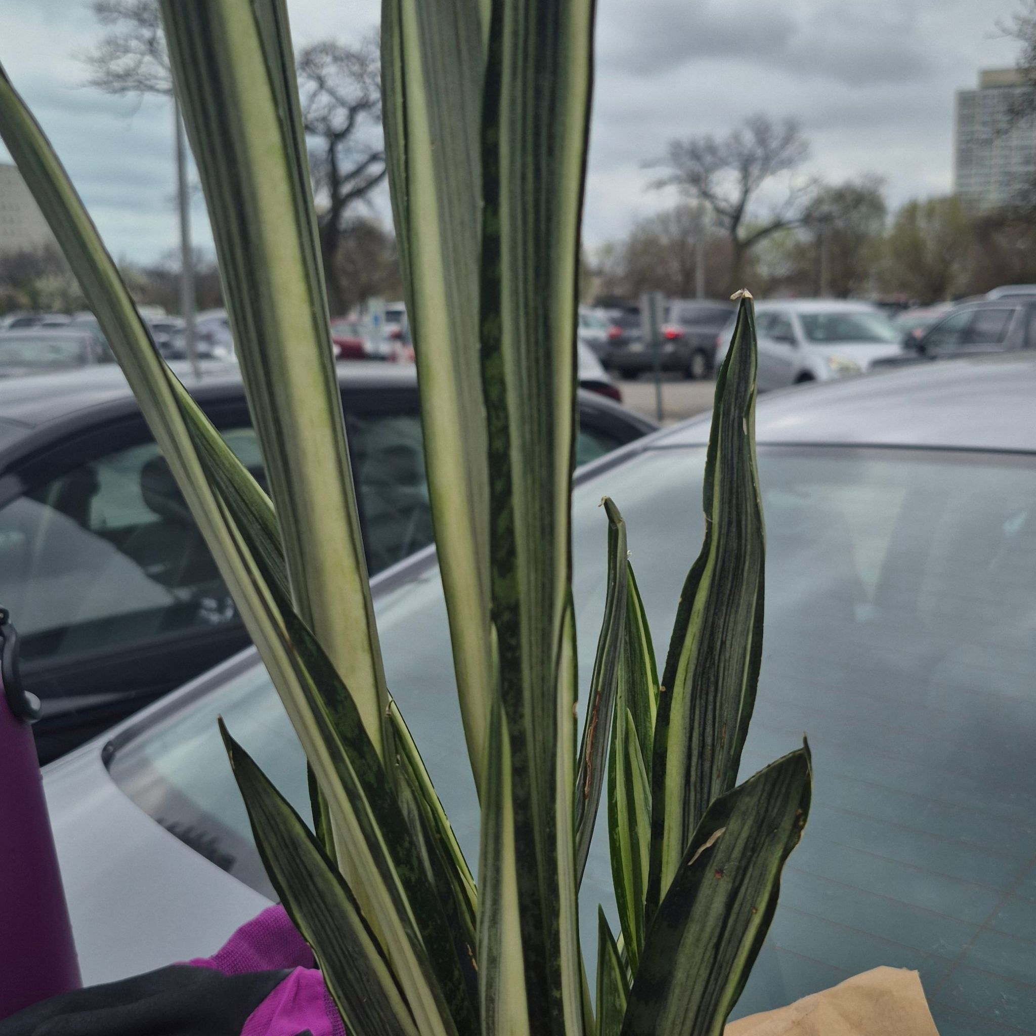 Photo of the plant species Snake Plant by @JBsOasis named Bantes Sensation on Greg, the plant care app