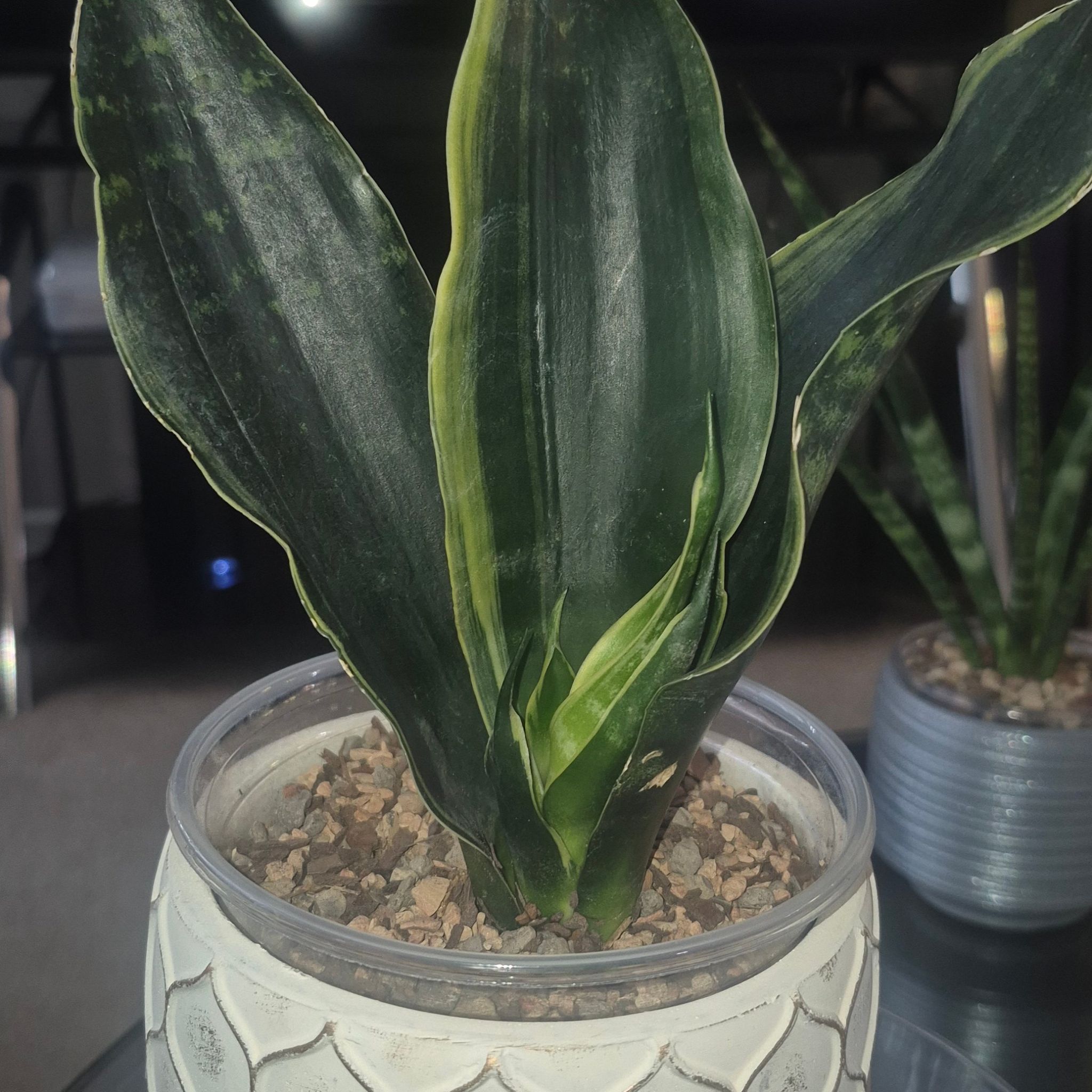 Photo of the plant species Sansevieria Silver Flame by @JBsOasis named FABI III on Greg, the plant care app