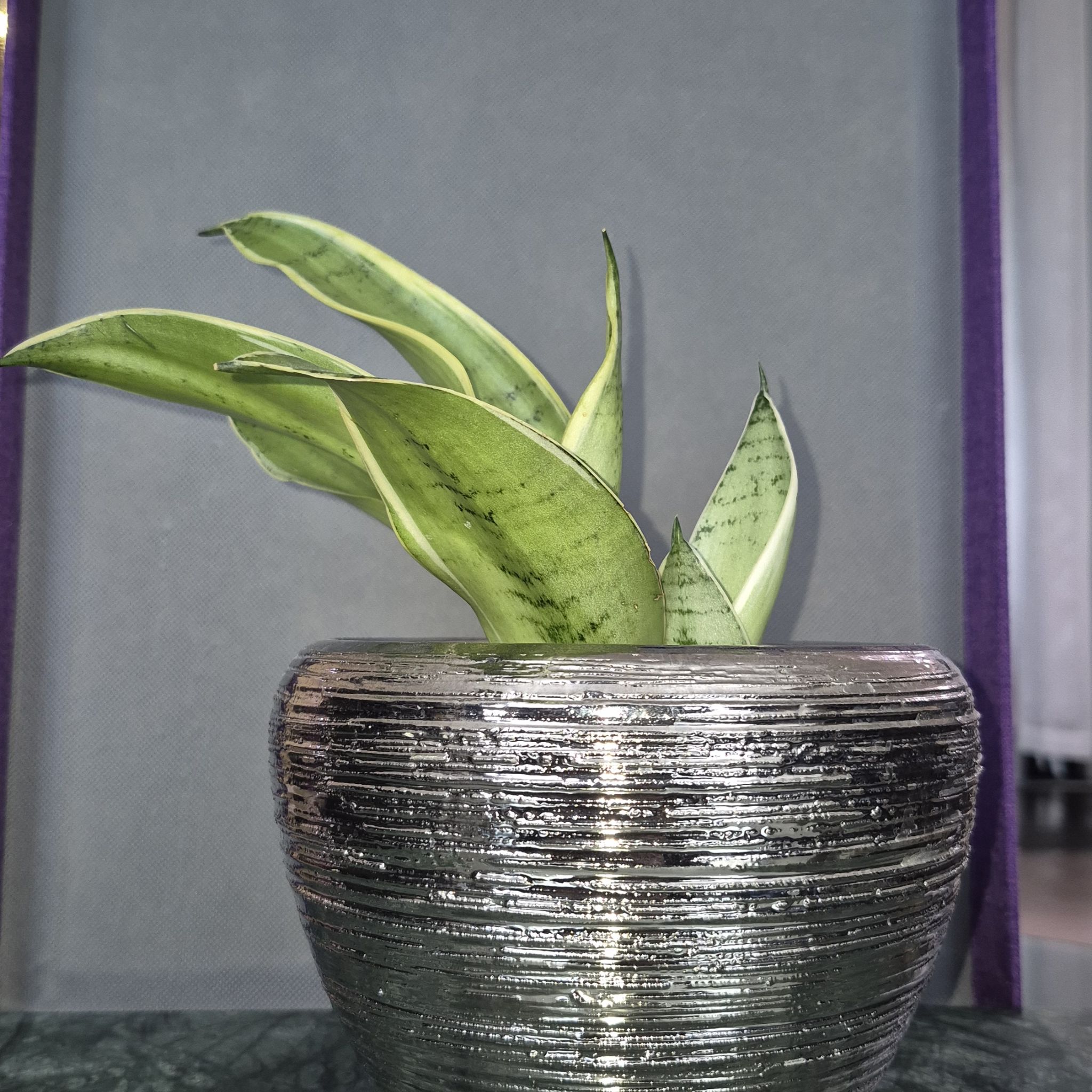Photo of the plant species Snow White Snake Plant by @JBsOasis named Elle on Greg, the plant care app