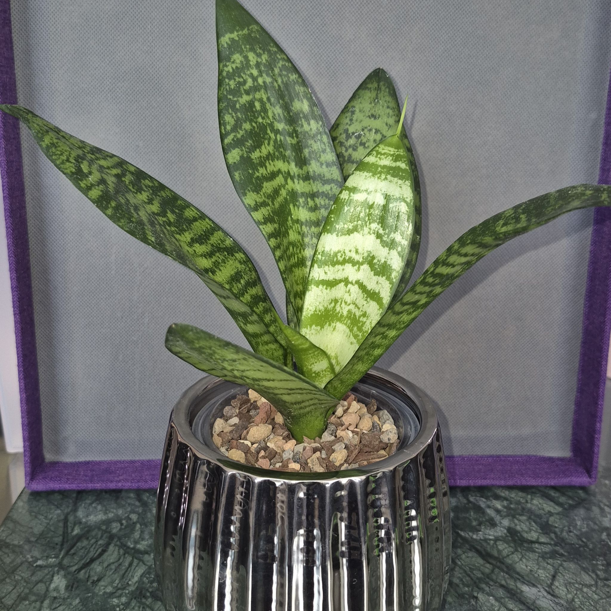 Photo of the plant species Black Robusta Snake Plant by @JBsOasis named Daphne on Greg, the plant care app