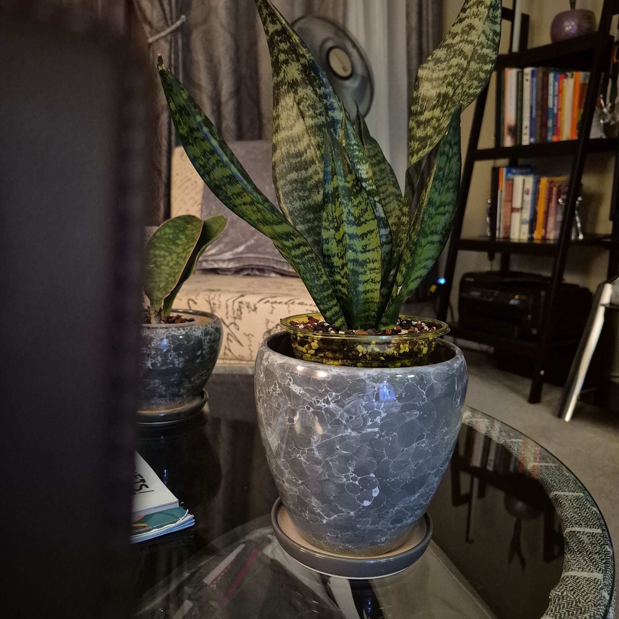 Photo of the plant species Sansevieria zeylanica by @JBsOasis named Drake on Greg, the plant care app