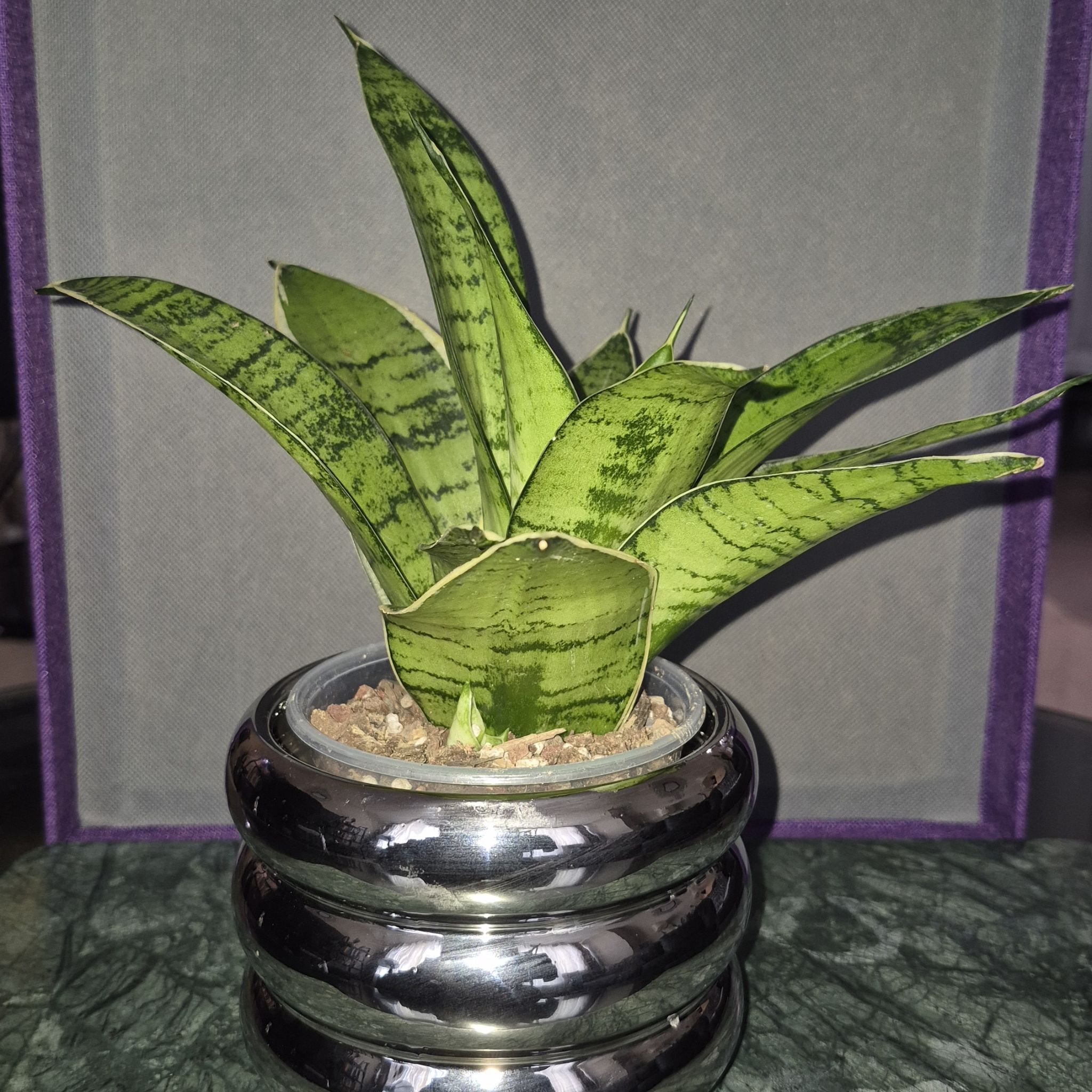 Photo of the plant species Snake Plant Starlight by @JBsOasis named Candy on Greg, the plant care app