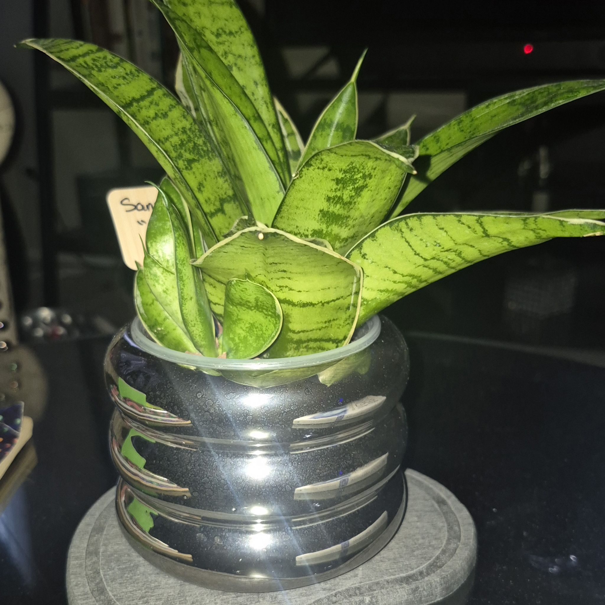 Photo of the plant species Snake Plant Starlight by @JBsOasis named Candy on Greg, the plant care app