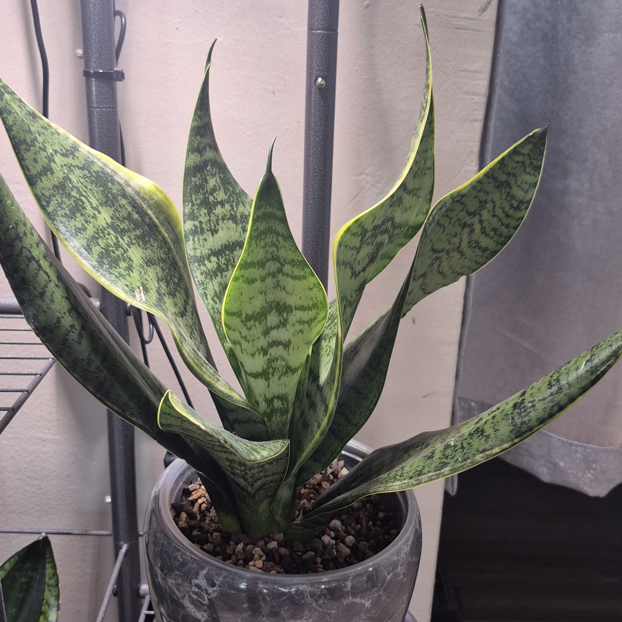 Photo of the plant species Sansevieria 'Superba' by @JBsOasis named Bella on Greg, the plant care app