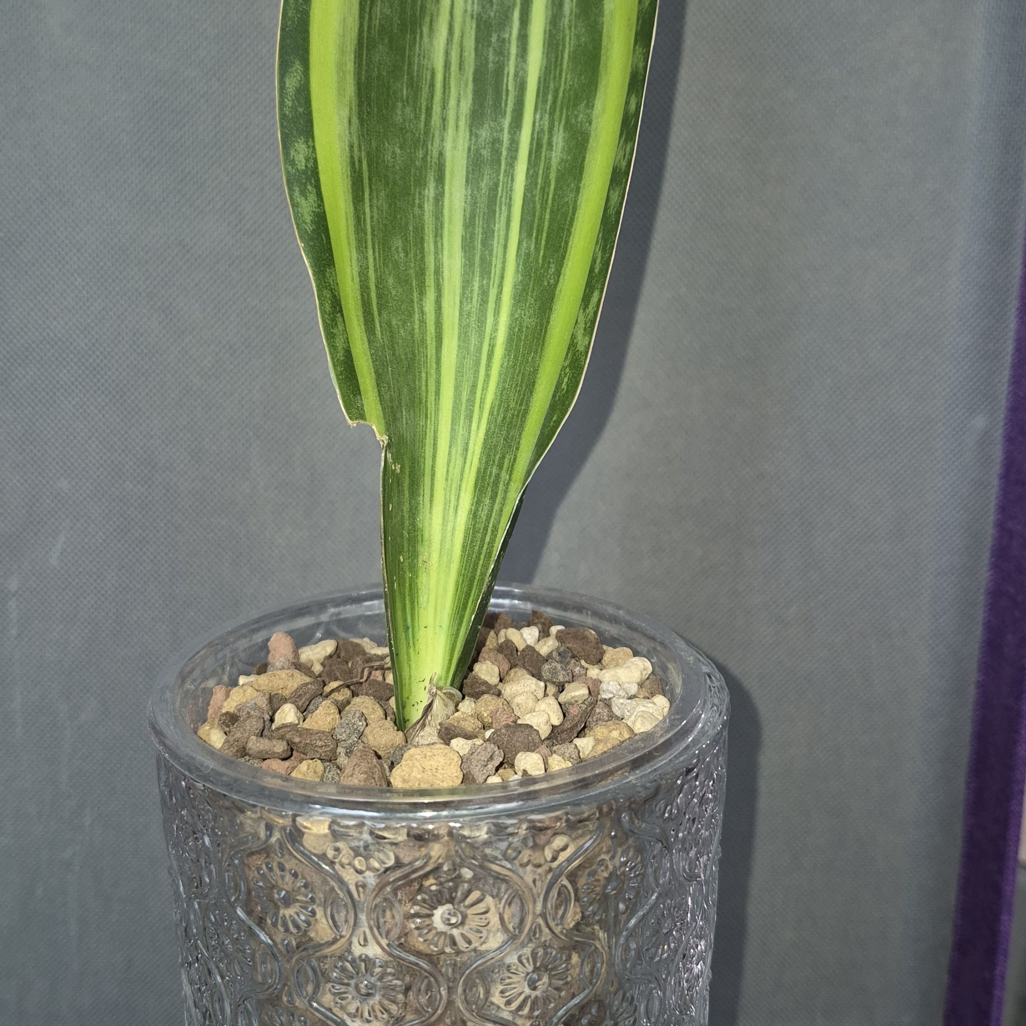 Photo of the plant species Variegated Whale Fin by @JBsOasis named Bennett on Greg, the plant care app