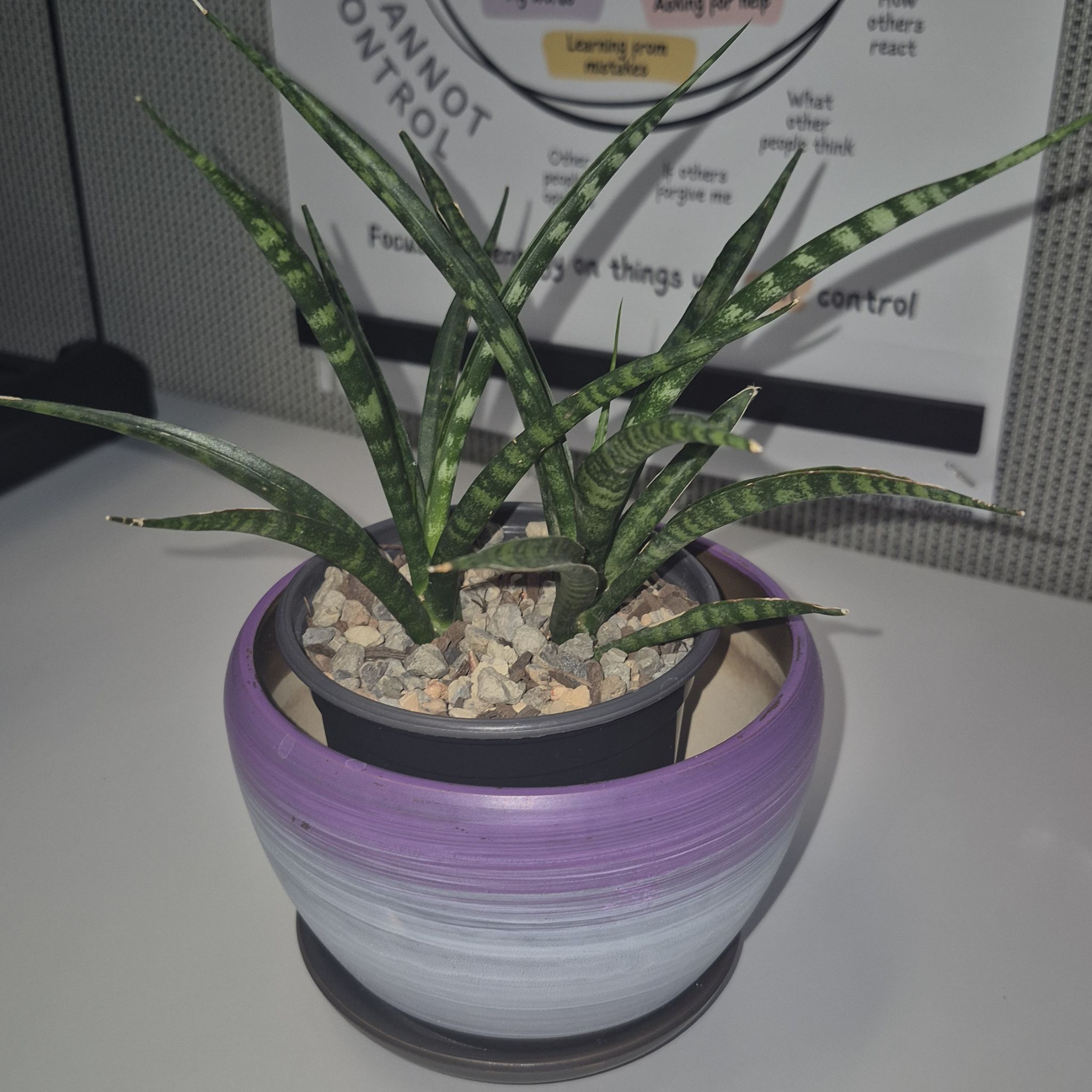 Photo of the plant species Sansevieria 'Fernwood' by @JBsOasis named Fernie Saunders- WORK on Greg, the plant care app