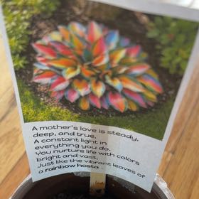 Photo of the plant species Rainbows End by @PreciousBeans25 named Leaf Erickson on Greg, the plant care app