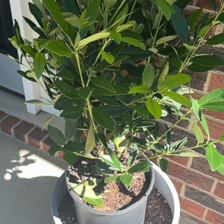 Photo of the plant species Japanese Anise Tree by @PreciousBeans25 named Marilyn on Greg, the plant care app