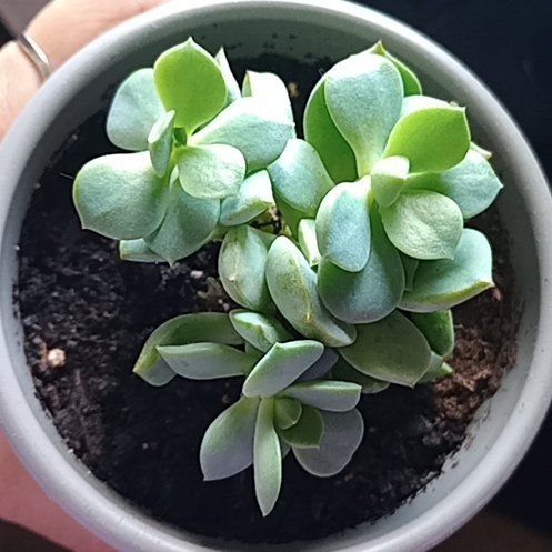 Photo of the plant species Porcelain Plant by @BabyBulrush72 named Aristotle on Greg, the plant care app
