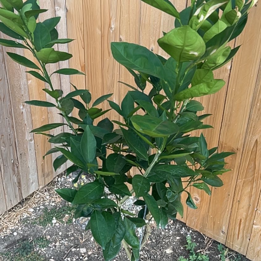 Photo of the plant species Valencia Orange by @BraveWasabi67 named Nemo on Greg, the plant care app
