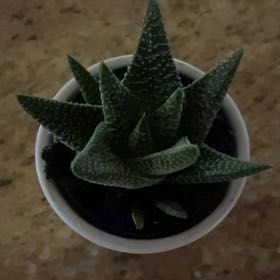 Photo of the plant species Pillansii by @GemCatasetum58 named Captain Plant-it on Greg, the plant care app