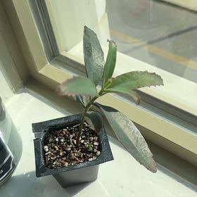 Photo of the plant species magic tower by @VipSoybean17 named Michelob on Greg, the plant care app