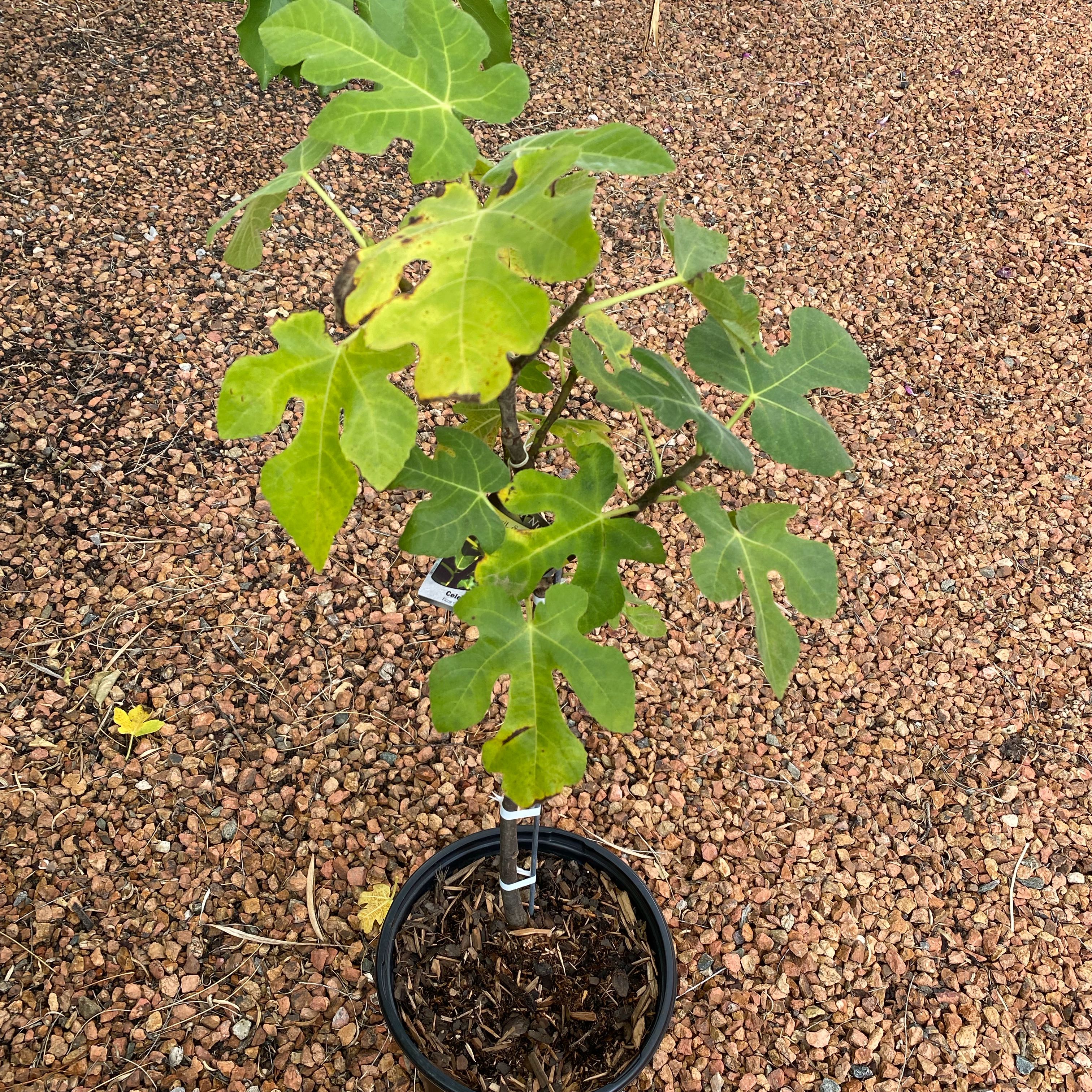 Photo of the plant species Celeste Fig by @GodsendCowpea22 named Treeyoncé on Greg, the plant care app