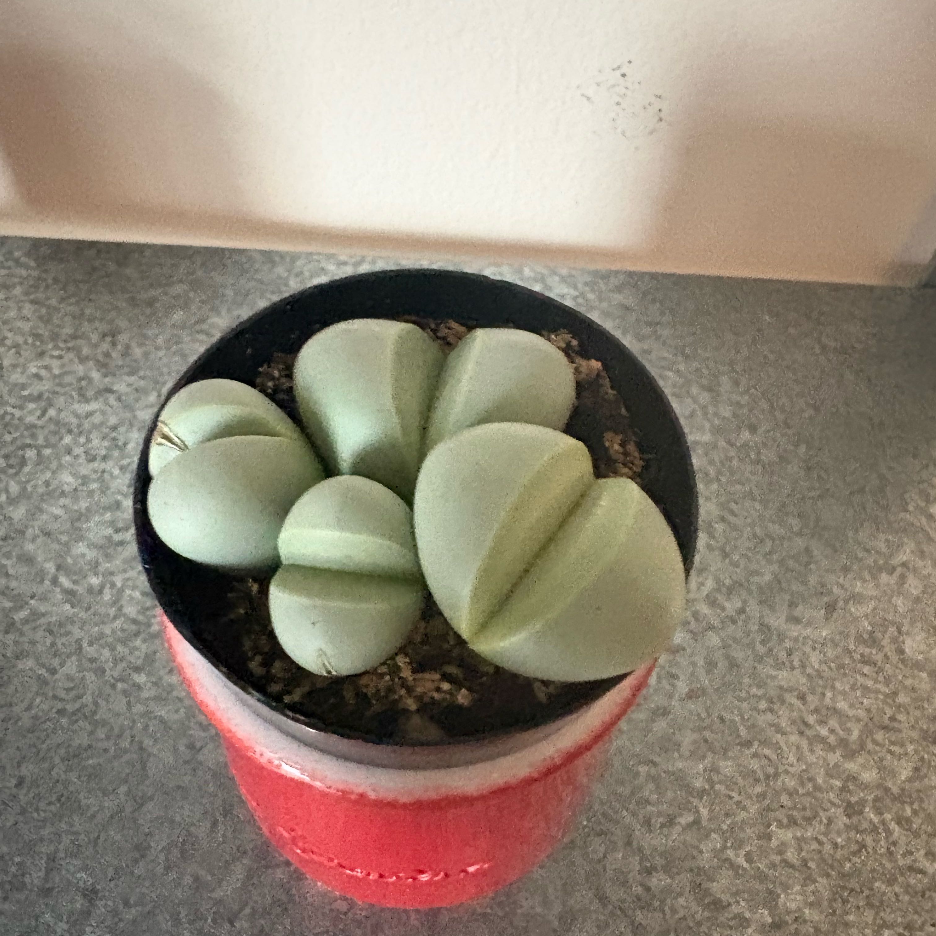 Photo of the plant species Gibbaeum heathii by @ActiveTievine16 named Sigmund on Greg, the plant care app
