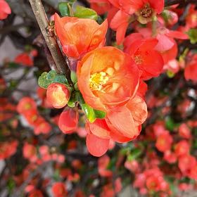 Photo of the plant species Flowering Quince by @AceSagebush89 named Clooney on Greg, the plant care app