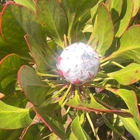 Photo of the plant species King Protea by @AceSagebush89 named Cleopatra on Greg, the plant care app