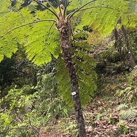 Photo of the plant species Lacy Tree Fern by @AceSagebush89 named Tolkien on Greg, the plant care app