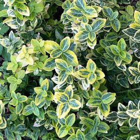 Photo of the plant species Japanese Spindle by @AceSagebush89 named Tree Diddy on Greg, the plant care app
