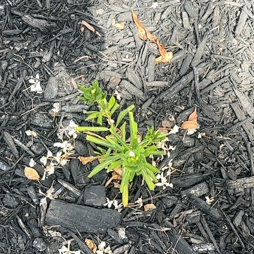 Photo of the plant species Plains Blackfoot by @BrainyMango63 named Emerson on Greg, the plant care app