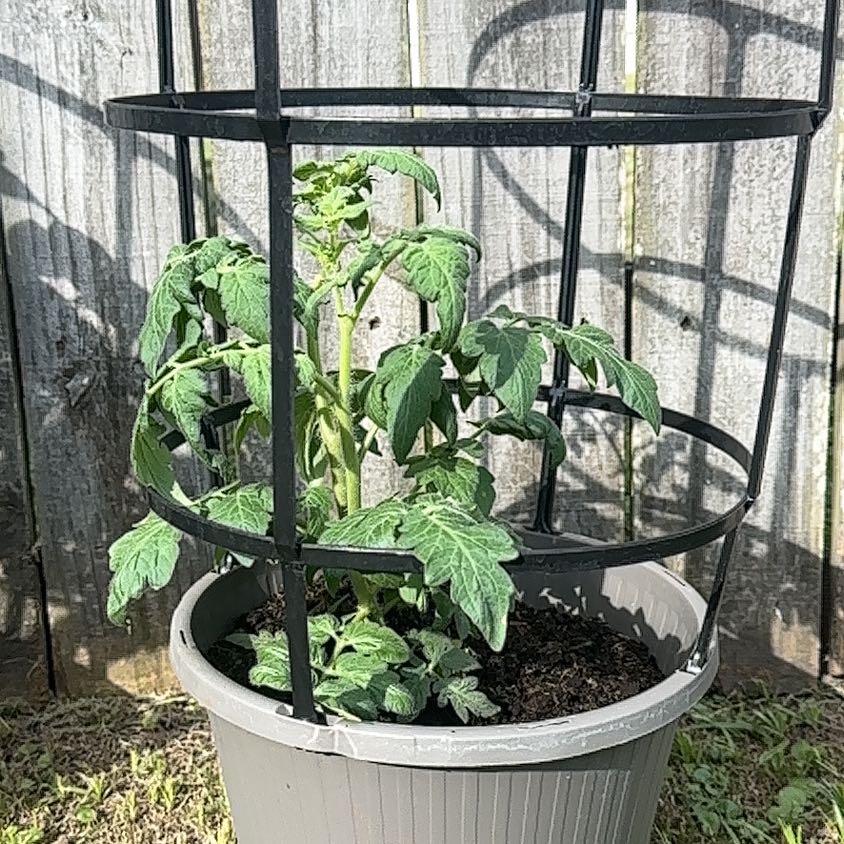 Photo of the plant species Tomato 'Better Bush' by @TimelyPokaka7 named Sol on Greg, the plant care app